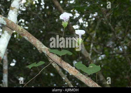 Fiore nella foresta pluviale tropicale Mamiraua lo sviluppo sostenibile riserva Amazonas Brasile Foto Stock