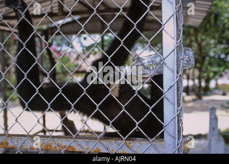 Giallo cheeked gibbon Nomascus gabriellae S Laos S Vietnam e Cambogia orientale specie in via di estinzione di questo maschio è da sola in un Foto Stock