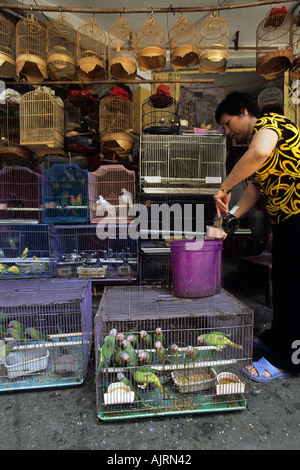 Blossom intitolata parrocchetti Psittacula roseata in vendita nel mercato Vietnam Hanoi Foto Stock