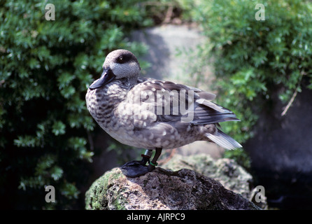 In marmo angustirostris Teal-Anas-famiglia anatidi Foto Stock