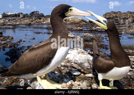 Brown booby Sula leucogaster maschio e femmina di becchettare San Pietro e di San Paolo s rocce Brasile Oceano Atlantico Foto Stock