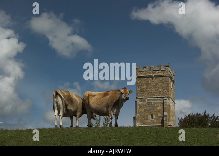 Vacche Jersey con la torre della chiesa di St Nicholas in background - Abbotsbury, Dorset. Foto Stock
