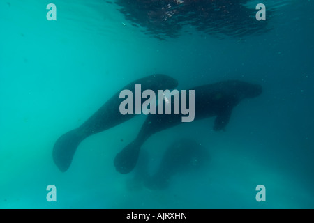 Amazon lamantino Trichechus inunguis in via di estinzione Manaus Amazonas Brasile c Foto Stock