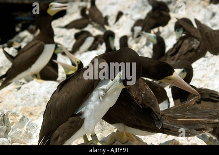 Brown booby Sula leucogaster graffiare a rookery San Pietro e di San Paolo s rocce Brasile Oceano Atlantico Foto Stock