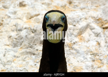 Brown booby Sula leucogaster comportamento raffreddamento San Pietro e di San Paolo s rocce Brasile Oceano Atlantico Foto Stock