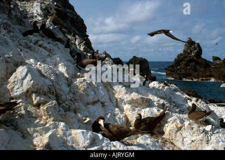 Brown booby rookery Sula leucogaster San Pietro e di San Paolo s rocce Brasile Oceano Atlantico Foto Stock