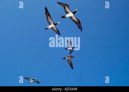 Brown boobies Sula leucogaster battenti San Pietro e di San Paolo s rocce Brasile Oceano Atlantico Foto Stock