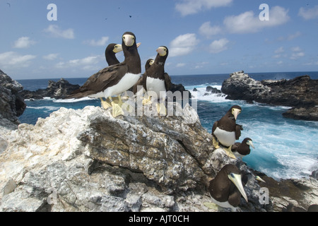 Brown boobies Sula leucogaster e la baia di San Pietro e di San Paolo s rocce Brasile Oceano Atlantico Foto Stock