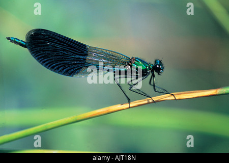 Fanciulla maschio fly, Calopteryx splendens, Anatolia centrale Turchia Foto Stock