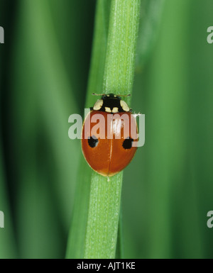 Due spot di coccinella Adalia bipunctata adulto su una pianta di cereale leaf Foto Stock