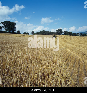 New Holland TX64 combinare la raccolta di orzo invernale crop Devon Foto Stock