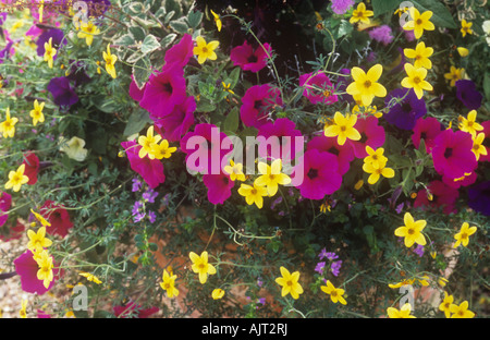 Chiusura del vaso da giardino o un contenitore con cascata di viola la Petunia hybrida e giallo geranio o gru fiori di Bill Foto Stock