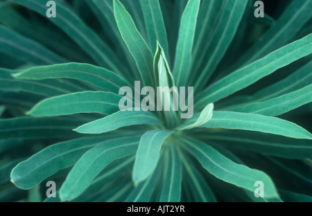 Chiudere fino alla testa del cluster strettamente come l'ago-bluastro-verde foglie di confine pianta perenne o Euforbia Euphorbia characias Foto Stock