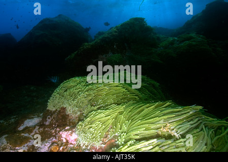 Le Alghe verdi Caulerpa racemosa San Pietro e di San Paolo s rocce Brasile Oceano Atlantico Foto Stock