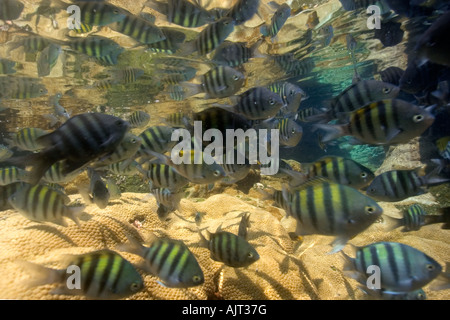 Il sergente major Abudefduf saxatilis marea nella piscina coperta con zoanthid incrostanti San Pietro e di San Paolo s rocce Brasile Atlantic Foto Stock