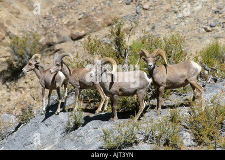 Desert bighorn (Ovis canadensis nelsoni) Foto Stock