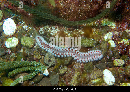 Barbuto fireworm Hermodice carunculata San Pietro e di San Paolo s rocce Brasile Oceano Atlantico Foto Stock