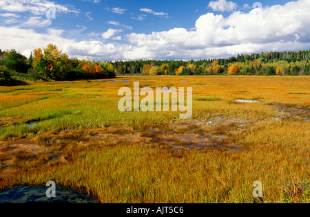 CANADA Nova Scotia Mahone Bay Indian Point acqua salata marsh in pieno colore di autunno Foto Stock