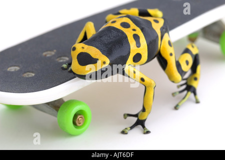 Rana su skateboard Foto Stock