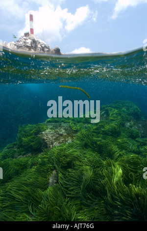 Immagine sdoppiata del faro di rocce e alghe verdi Caulerpa racemosa San Pietro e di San Paolo s rocce Brasile Oceano Atlantico Foto Stock