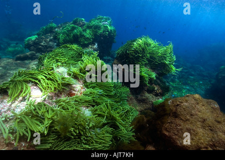 Le Alghe verdi Caulerpa racemosa San Pietro e di San Paolo s rocce Brasile Oceano Atlantico Foto Stock