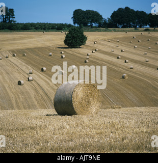 Le balle di paglia di frumento su rolling stoppie sul campo luminoso caldo inizio autunno giorno Wiltshire Foto Stock