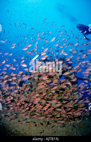 Subacqueo e secca di fairy basslet sull'Amoco Milford Haven petroliera relitto Liguria mare Mediterraneo Italia Foto Stock