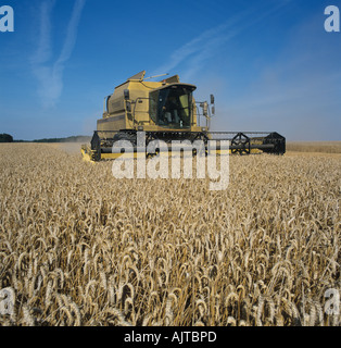 New Holland combinare la raccolta mature del raccolto di grano Oxfordshire Foto Stock