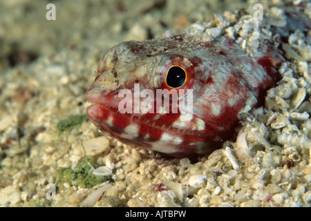 Clearfin lizardfish Synodus dermatogenys Micronesia Pacifico Palau Foto Stock