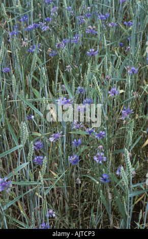 Cornflowers Centaurea cyanus fioritura in una coltivazione di grano in ear Foto Stock