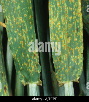 Marrone ruggine Puccinia hordei infezione in foglie di orzo Foto Stock