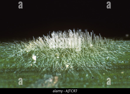 Muffa polverulenta (Blumeria graminis f.sp. Hordei) pustule su una foglia di orzo Foto Stock