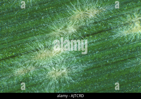 Muffa polverosa (Blumeria graminis f.sp. Hordei) pustole giovani su una foglia d'orzo Foto Stock