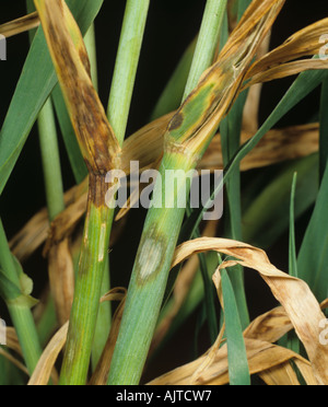 Vecchie lesioni precoci di orzo chiazze di foglia Rhynchosporium secalis su foglie di orzo e guaina Foto Stock