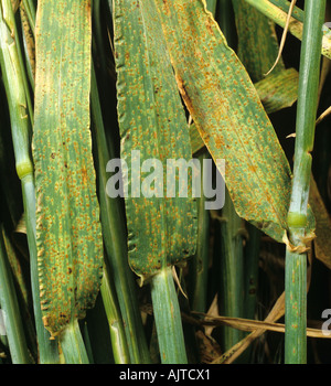 Marrone ruggine Puccinia hordei infettati foglie di orzo da raccolto in ear Foto Stock