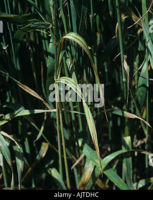 Foglia di frumento stripe Cephalosporium gramineum su flagleaves del barbuto awned frumento in ear Foto Stock