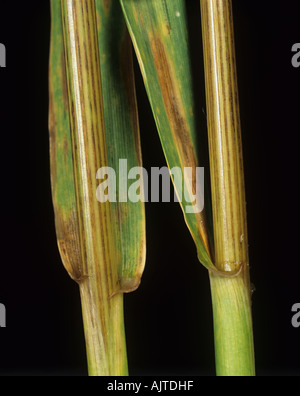 Sintomi di stripe Cephalosporium leaf stripe Cephalosporium gramineum su barbuto steli di grano Foto Stock