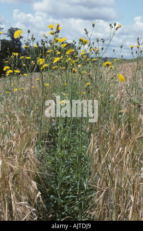 Perenne sow thistle Sonchus arvense fioritura di ripe raccolto di orzo Foto Stock