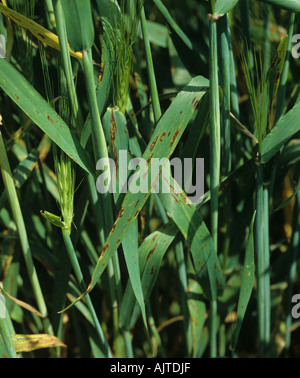 Net chiazza Pyrenophora teres f sp teres lesioni su orzo flagleaves Foto Stock