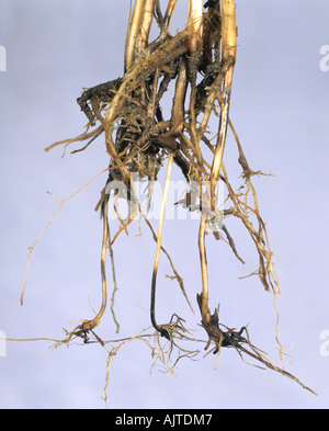 Comune di root rot Cochliobolus sativus decolorazione del frumento sub internodo corona Foto Stock