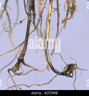 Comune di root rot Cochliobolus sativus decolorazione del frumento sub internodo corona Foto Stock