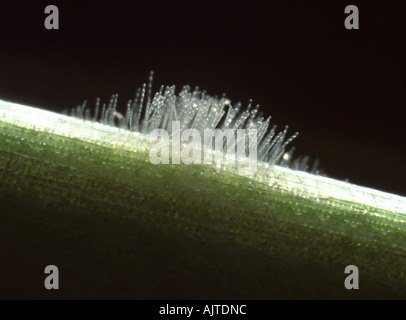 Muffa polverosa (Blumeria graminis f.sp. Hordei) pustule e iphae su una foglia di orzo Foto Stock