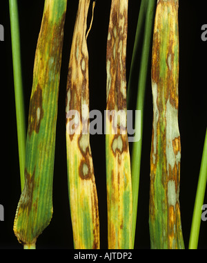 Orzo chiazze di foglia o leaf scotti Rhynchosporium secalis lesioni su foglie di orzo Foto Stock