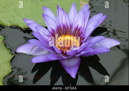 Nymphaea "Direttore George T Moore", ninfee in serra Wisley Royal Horticultural Gardens Foto Stock