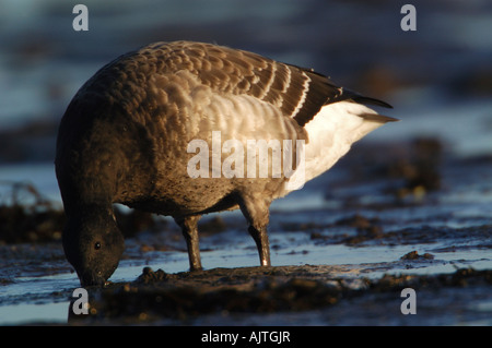 Luce panciuto Brent Goose Branta bernicla hrota alimentare a Castle Espie, Strangford Lough, Irlanda del Nord Foto Stock