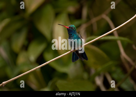 Ampia fatturati Hummingbird appollaiato su un ramo Foto Stock