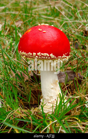 Specimin incantevole di un singolo Fly agaric amanita muscaria funghi che crescono su di un bosco erboso piano Foto Stock