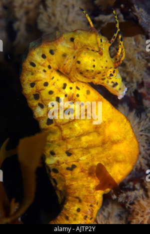 Australian vaso panciuto Seahorse Hippocampus abdominalis Tasmania Australia Foto Stock