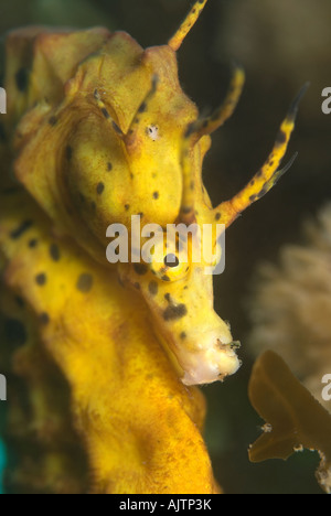 Australian vaso panciuto Seahorse Hippocampus abdominalis Tasmania Australia Foto Stock