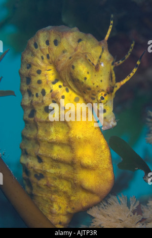 Australian vaso panciuto Seahorse Hippocampus abdominalis Tasmania Australia Foto Stock